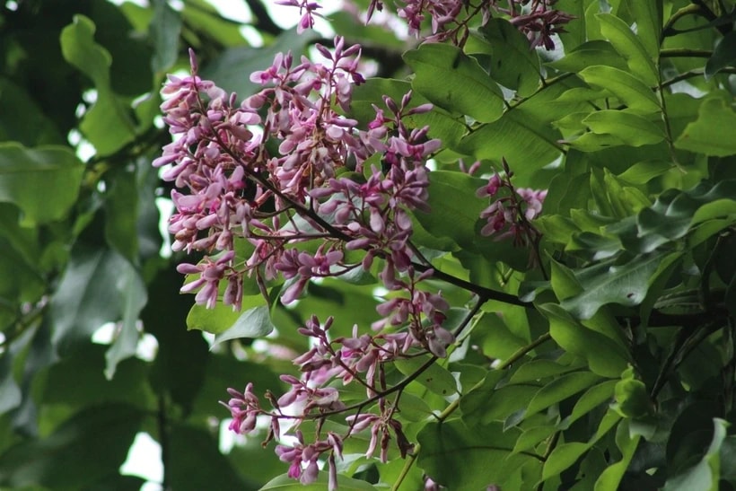 Kỳ lạ loài cây có khả năng