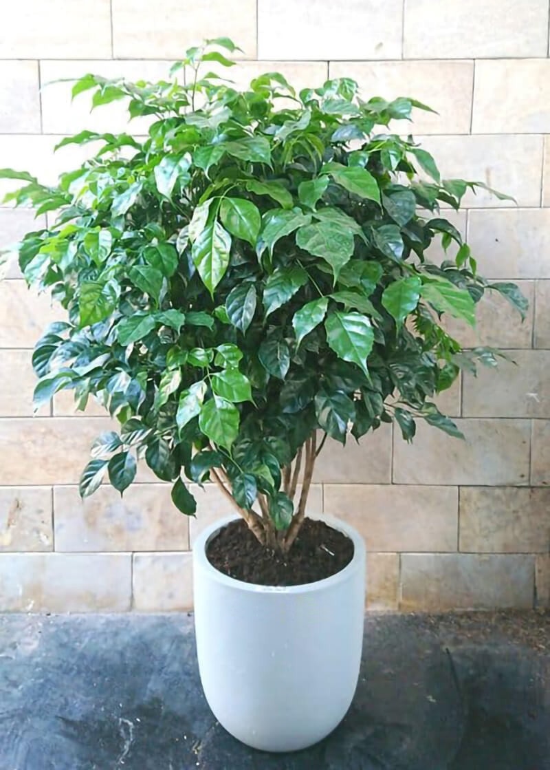 Loài cây cảnh mang tên Hạnh phúc, khi cây ra hoa thì cuộc đời bạn cũng nở hoa- Ảnh 5.