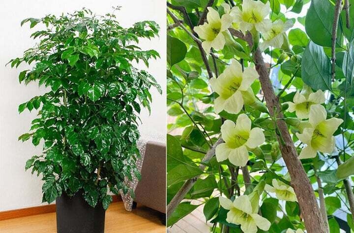 Loài cây cảnh mang tên Hạnh phúc, khi cây ra hoa thì cuộc đời bạn cũng nở hoa- Ảnh 3.