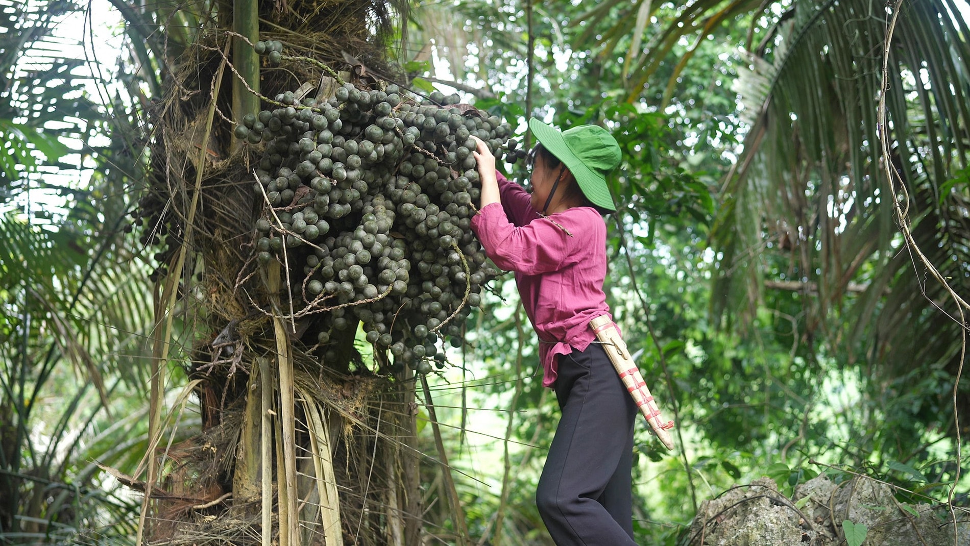 Quả ở miền Trung mọc chi chít thành buồng như cau, hạt ăn rất ngon Quả ở miền Trung mọc chi chít thành buồng như cau, hạt ăn rất ngon