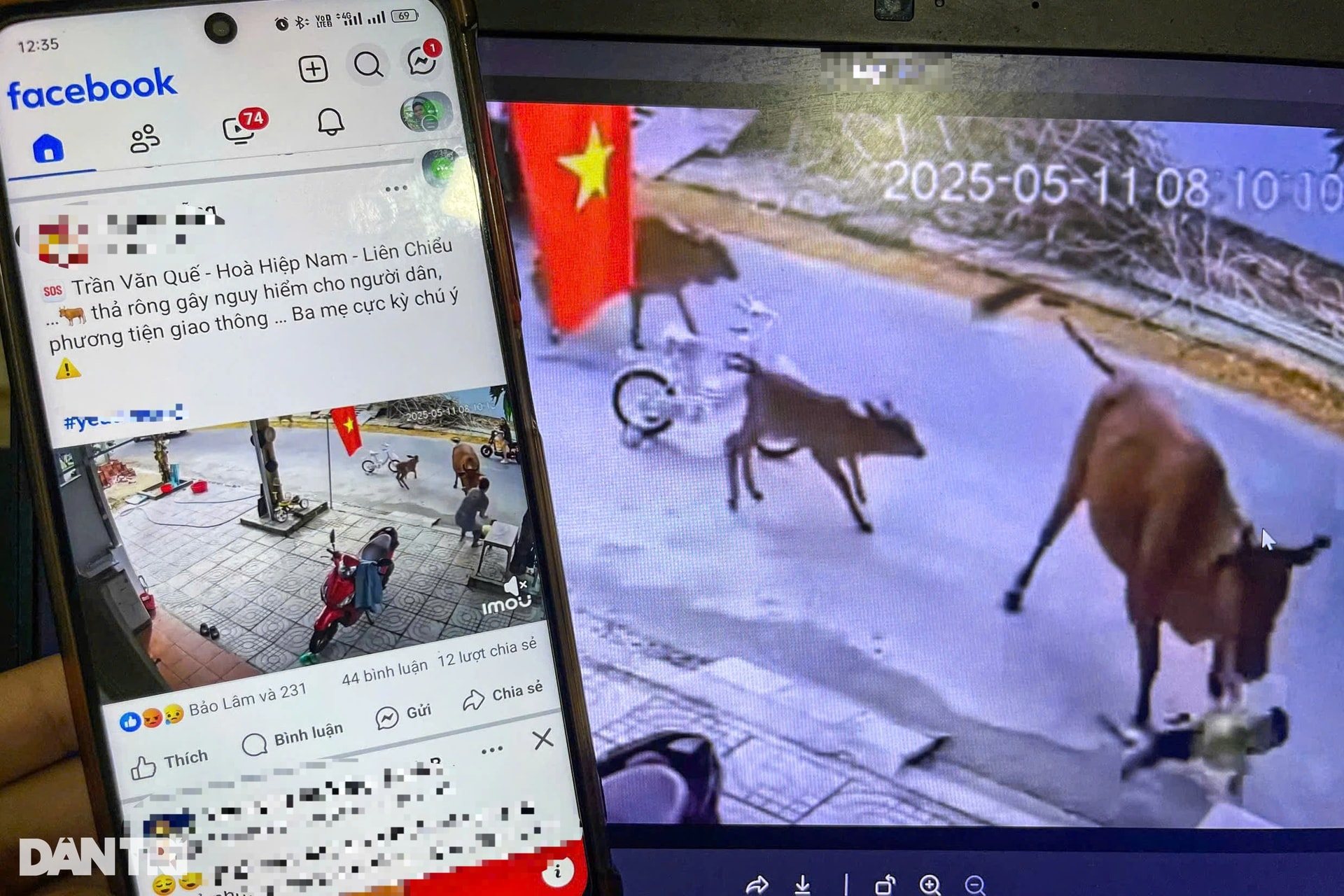 Cháu bé đang chơi trước nhà bị bò thả rông tấn công - 1 Cháu bé đang chơi trước nhà bị bò thả rông tấn công