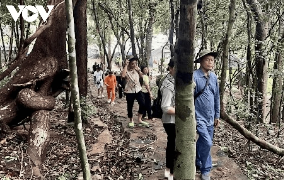 discover the unspoiled beauty of con dao s forest sea ecosystem picture 2