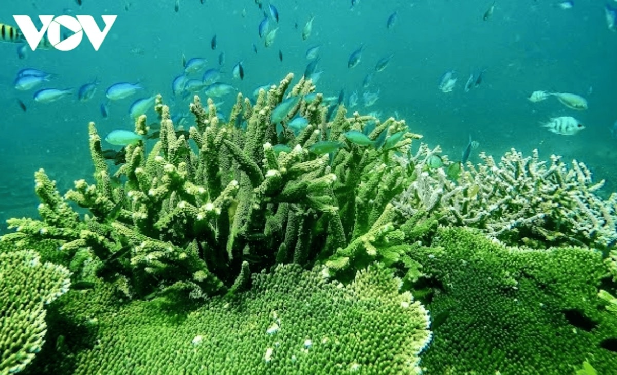 discover the unspoiled beauty of con dao s forest sea ecosystem picture 5
