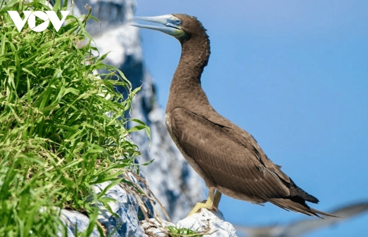 discover the unspoiled beauty of con dao s forest sea ecosystem picture 7