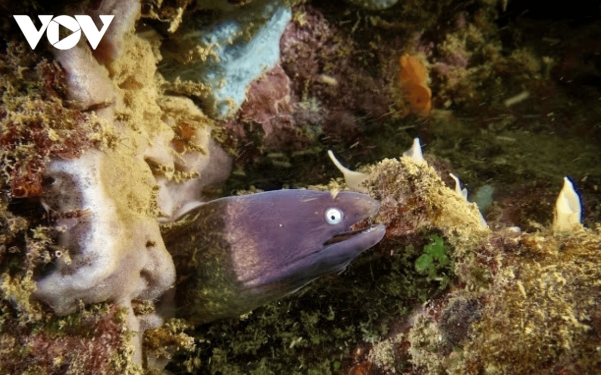 discover the unspoiled beauty of con dao s forest sea ecosystem picture 12