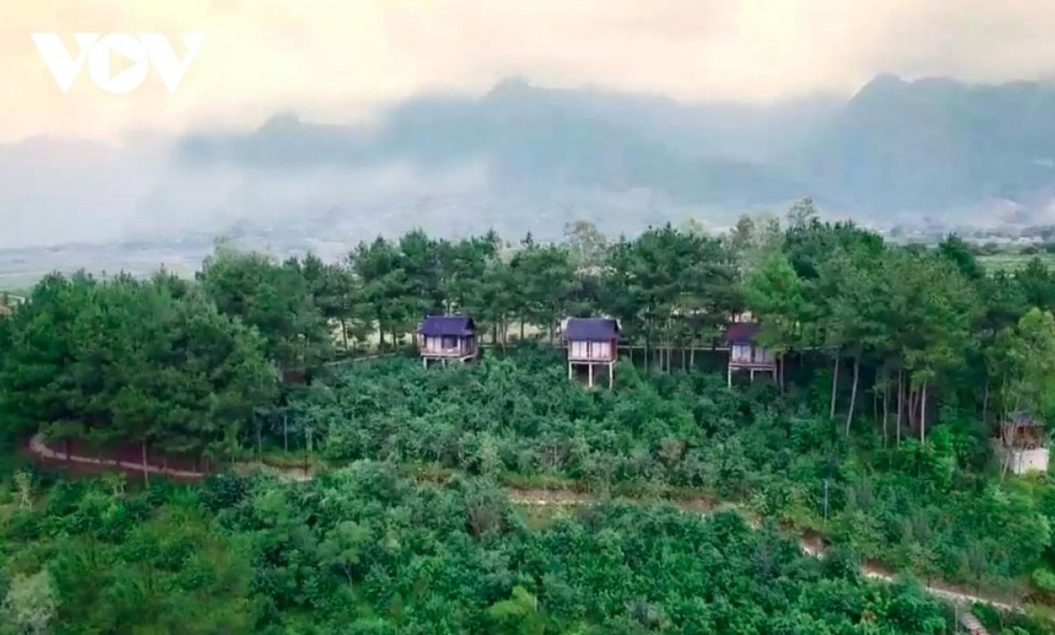 tan uyen tea hill - a green jewel hidden in northwestern mountains picture 13