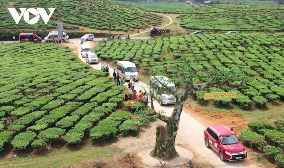 tan uyen tea hill - a green jewel hidden in northwestern mountains picture 14