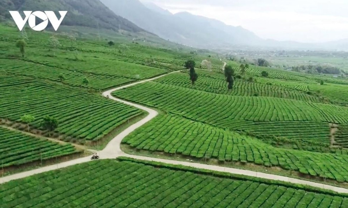 tan uyen tea hill - a green jewel hidden in northwestern mountains picture 2