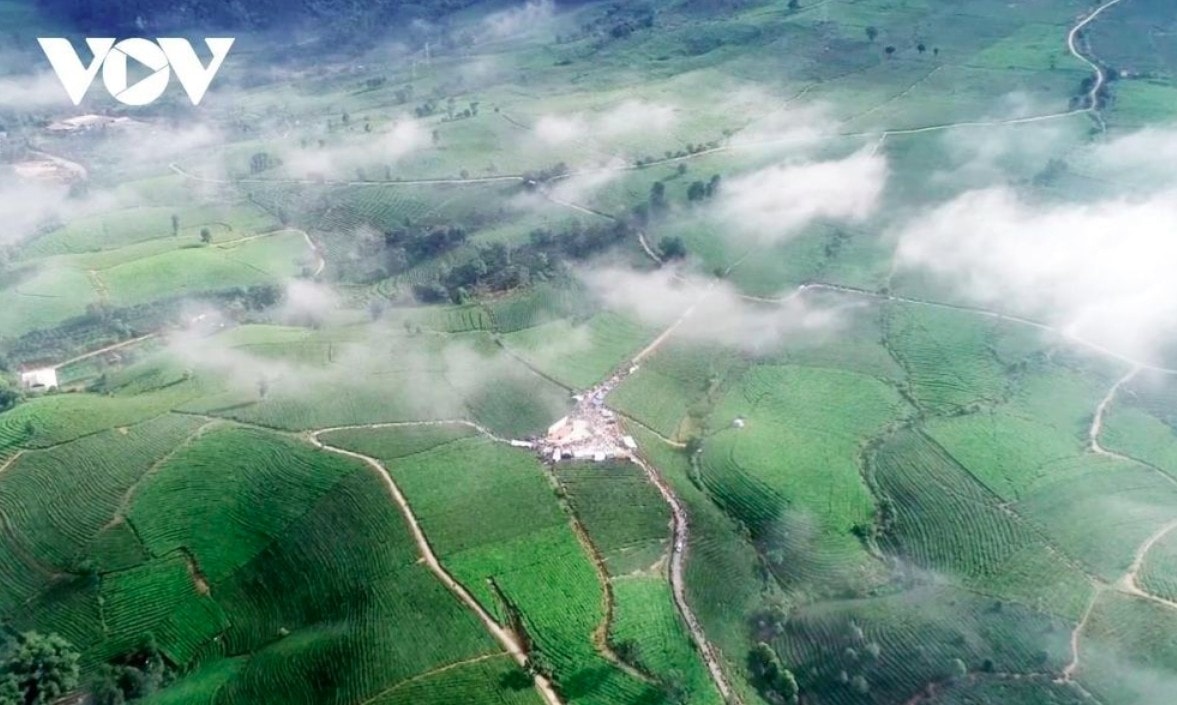tan uyen tea hill - a green jewel hidden in northwestern mountains picture 3
