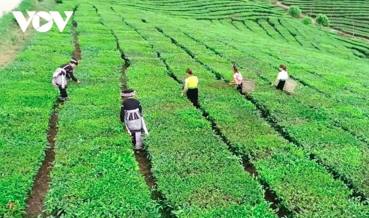 tan uyen tea hill - a green jewel hidden in northwestern mountains picture 6