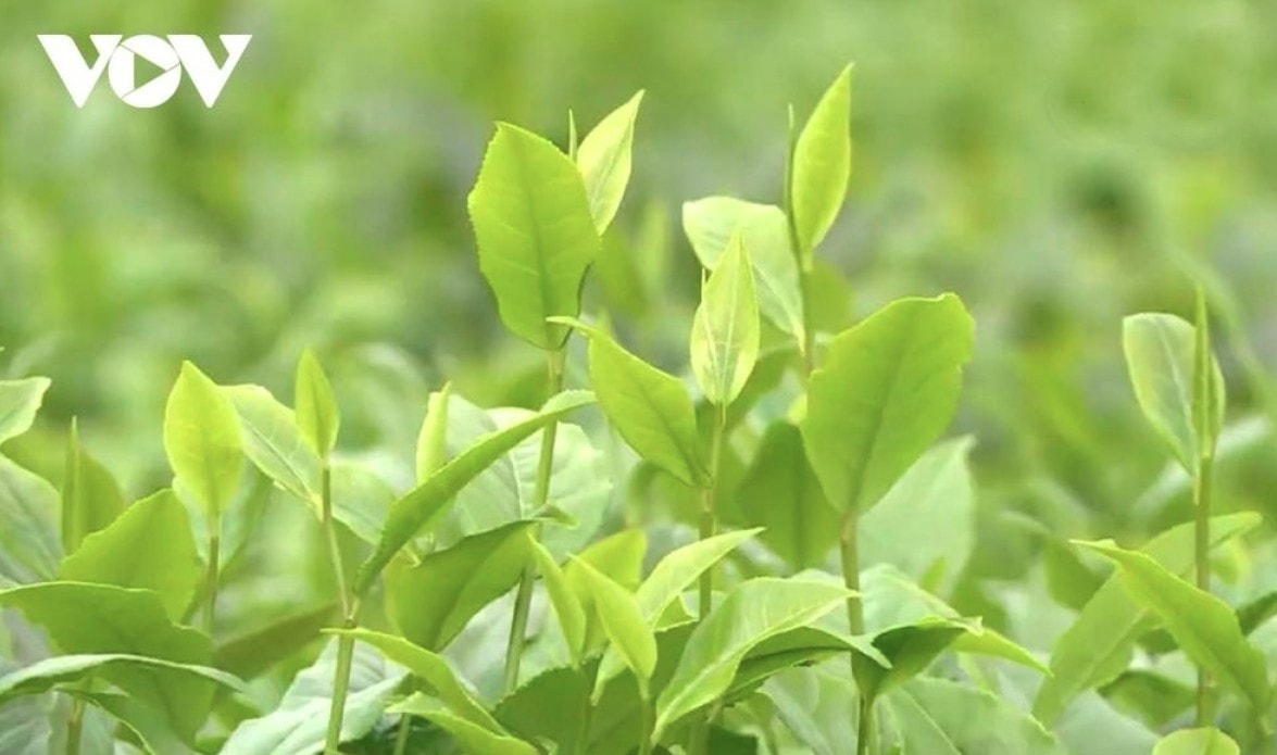 tan uyen tea hill - a green jewel hidden in northwestern mountains picture 7