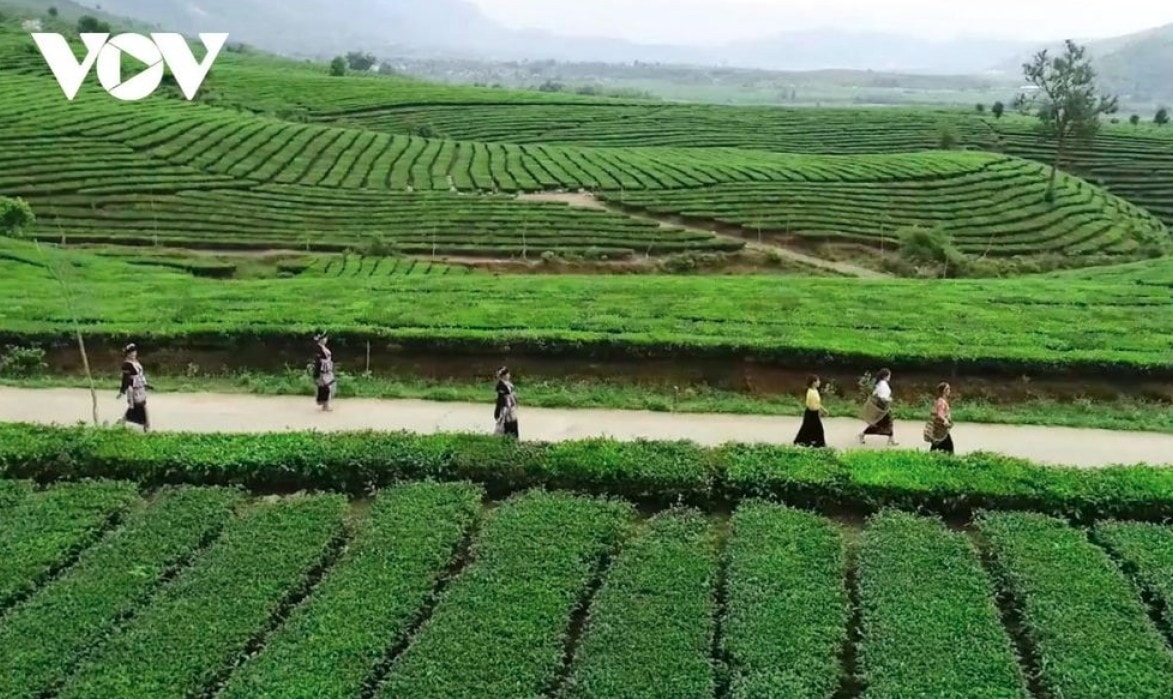 tan uyen tea hill - a green jewel hidden in northwestern mountains picture 8