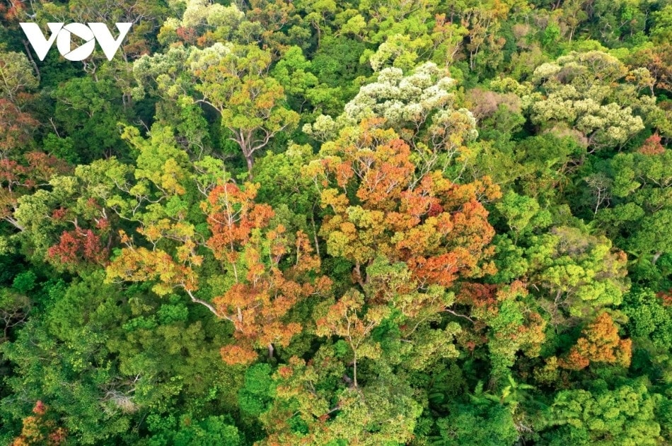 leaf-changing season paints son tra in vibrant hues picture 10