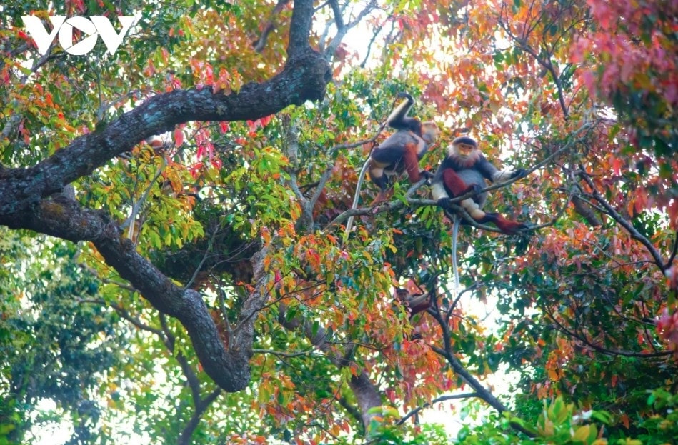 leaf-changing season paints son tra in vibrant hues picture 12