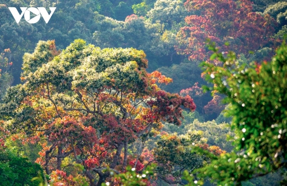 leaf-changing season paints son tra in vibrant hues picture 13