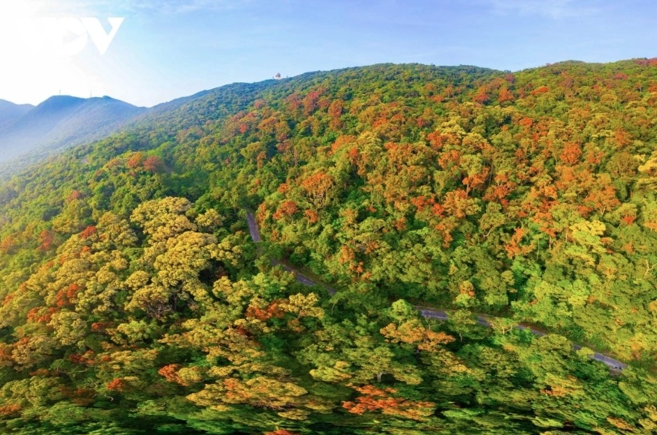 leaf-changing season paints son tra in vibrant hues picture 1