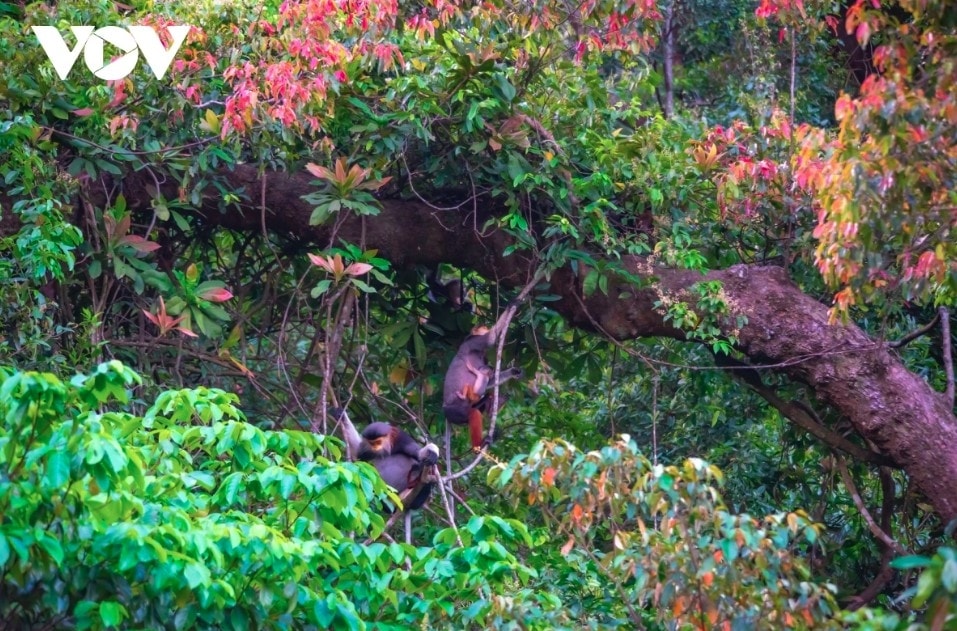 leaf-changing season paints son tra in vibrant hues picture 2