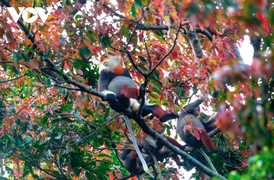 leaf-changing season paints son tra in vibrant hues picture 3