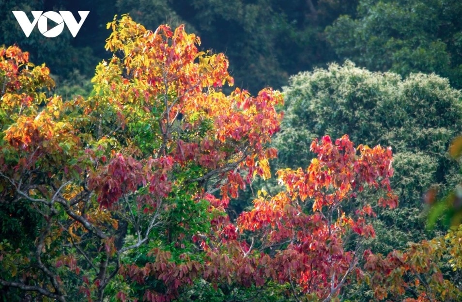 leaf-changing season paints son tra in vibrant hues picture 4