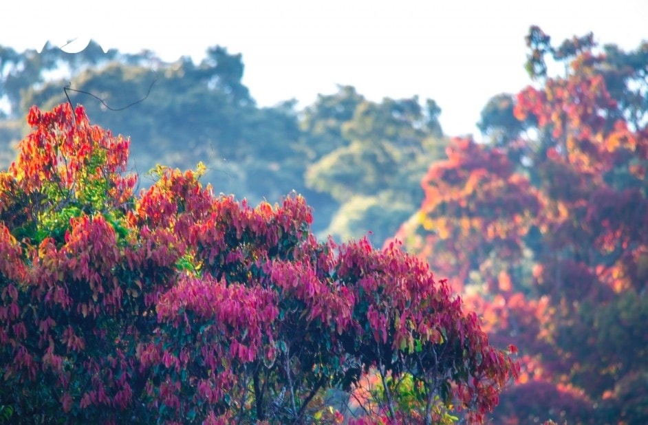 leaf-changing season paints son tra in vibrant hues picture 5