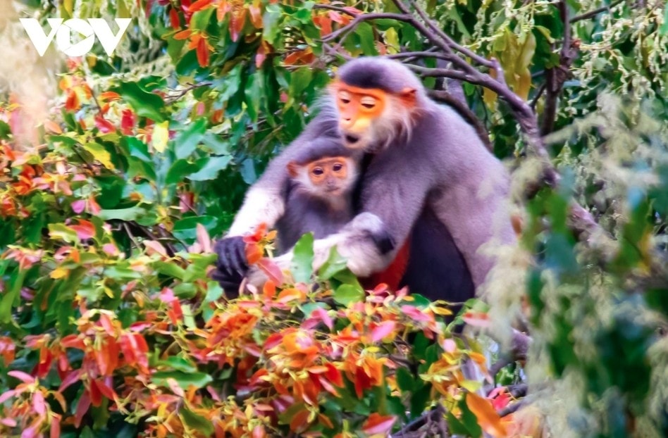 leaf-changing season paints son tra in vibrant hues picture 6