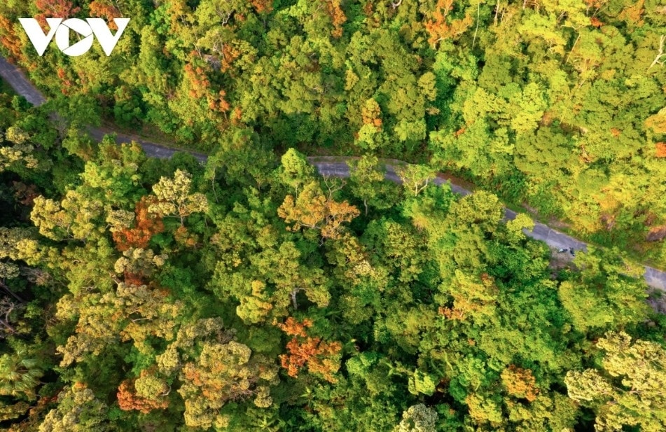 leaf-changing season paints son tra in vibrant hues picture 8