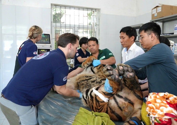 Vì sao 7 con hổ ở Phong Nha - Kẻ Bàng nằm Vì sao 7 con hổ ở Phong Nha - Kẻ Bàng nằm