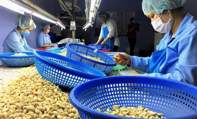 vietnam exports 195,600 tonnes of cashew nuts in four months picture 1