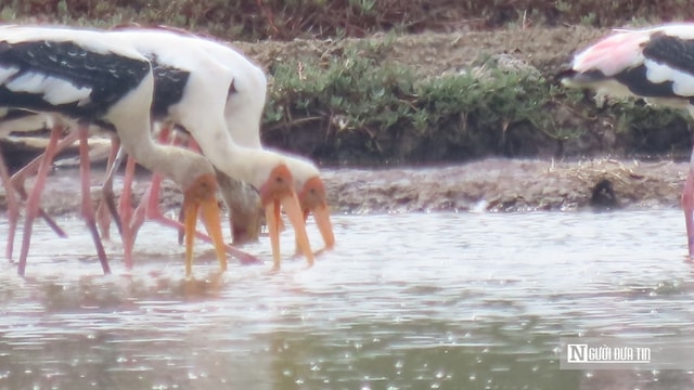 Chiêm ngưỡng đàn Giang Sen quý hiếm giữa thiên nhiên Bà Rịa - Vũng Tàu- Ảnh 3. Chiêm ngưỡng đàn Giang Sen quý hiếm giữa thiên nhiên Bà Rịa - Vũng Tàu- Ảnh 3.