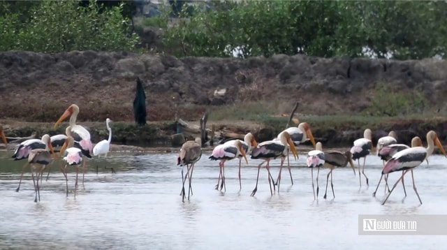Chiêm ngưỡng đàn Giang Sen quý hiếm giữa thiên nhiên Bà Rịa - Vũng Tàu- Ảnh 5. Chiêm ngưỡng đàn Giang Sen quý hiếm giữa thiên nhiên Bà Rịa - Vũng Tàu- Ảnh 5.