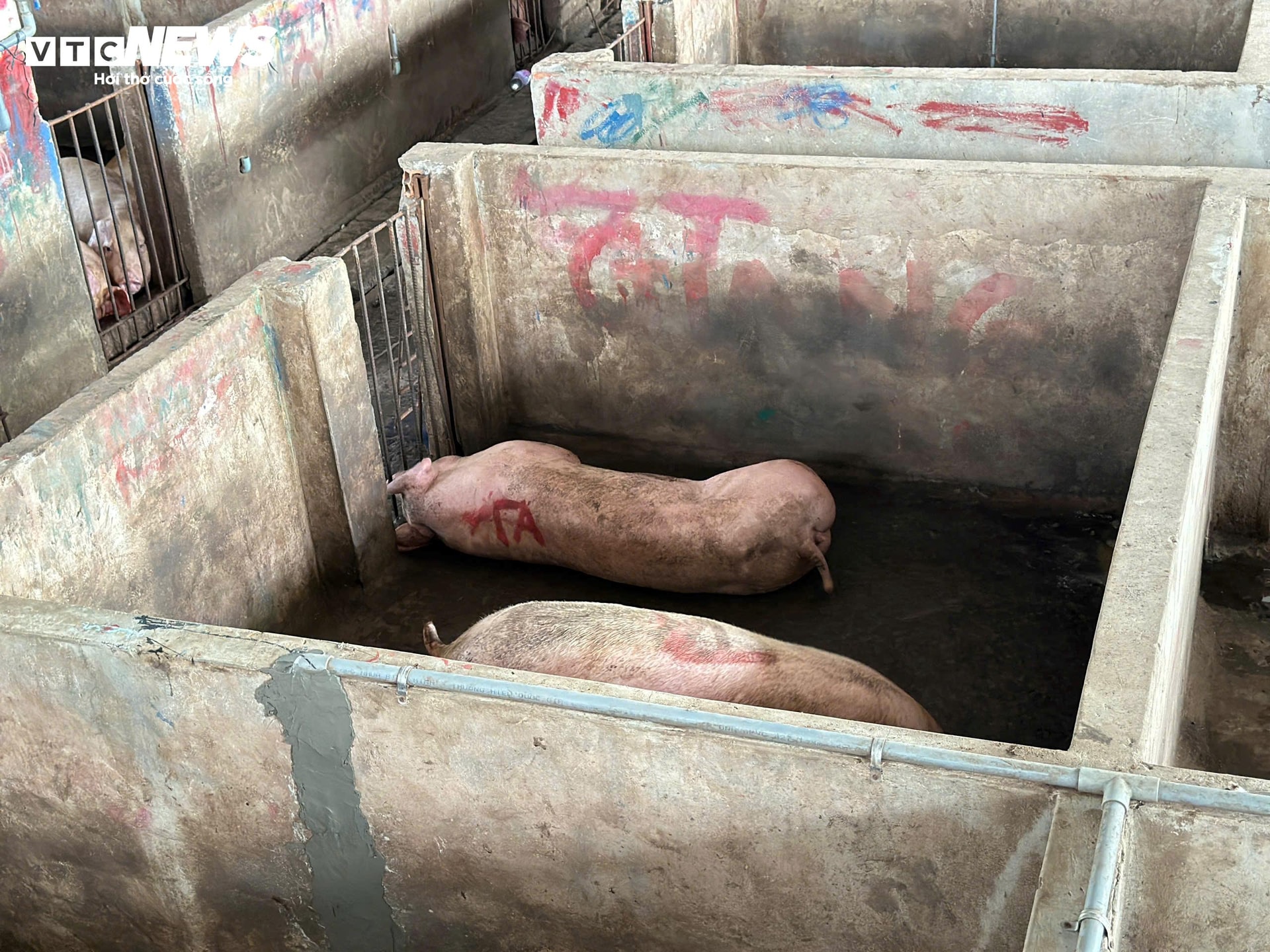 Người tố C.P. bán thịt heo bẩn: Sao hôm trước nói tôi bịa đặt, giờ lại nhận? - 3