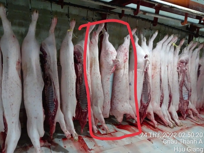 Vụ tố cửa hàng C.P. Việt Nam: Người tố cáo lại tung thêm bằng chứng? Vụ tố cửa hàng C.P. Việt Nam: Người tố cáo lại tung thêm bằng chứng?