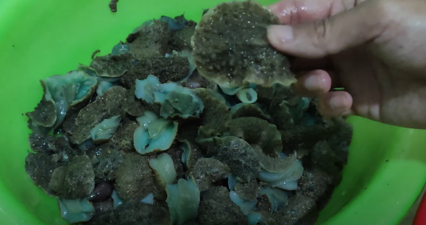 Hải sản kỳ dị ở Thanh Hóa ăn giòn như bào ngư, bắt vài tiếng được cả cân