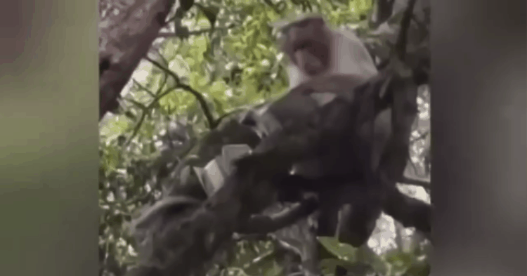 Khỉ hoang giật túi du khách, nhảy tót lên cây, ném tiền bay tứ tung