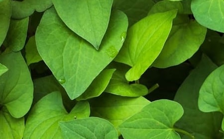 Cách sử dụng rau diếp cá để kiểm soát tăng huyết áp