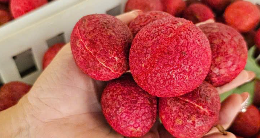 Một loại vải đặc biệt ở Thanh Hoá giá 600.000 đồng/kg