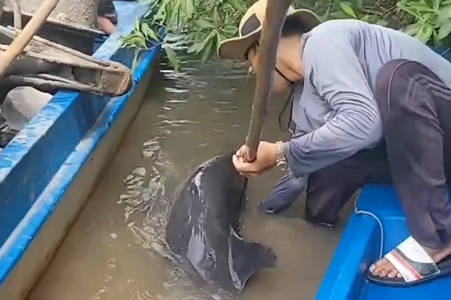 Nhóm anh Bùi Văn Đảm ở xã Tạ An Khương đang nỗ lực rút cây chỉa ra khỏi cá heo để giải cứu nó. Ảnh: CTV. Cá heo gặp nạn 1.jpg