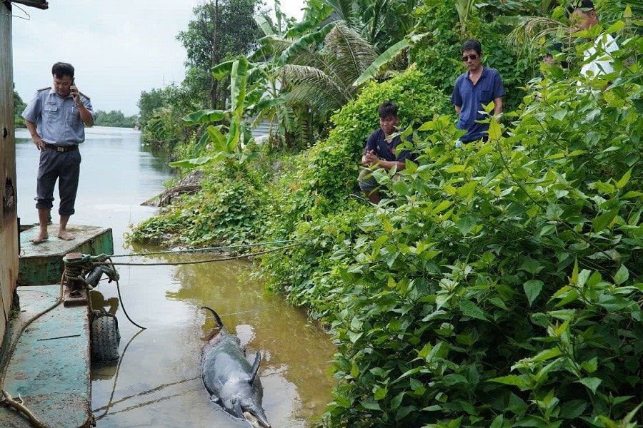 Chú cá heo không qua khỏi, tử nạn trên Sông Đốc, cách cửa biển Sông Đốc khoảng 30km. Ảnh: CTV Cá heo gặp nạn 2.jpg