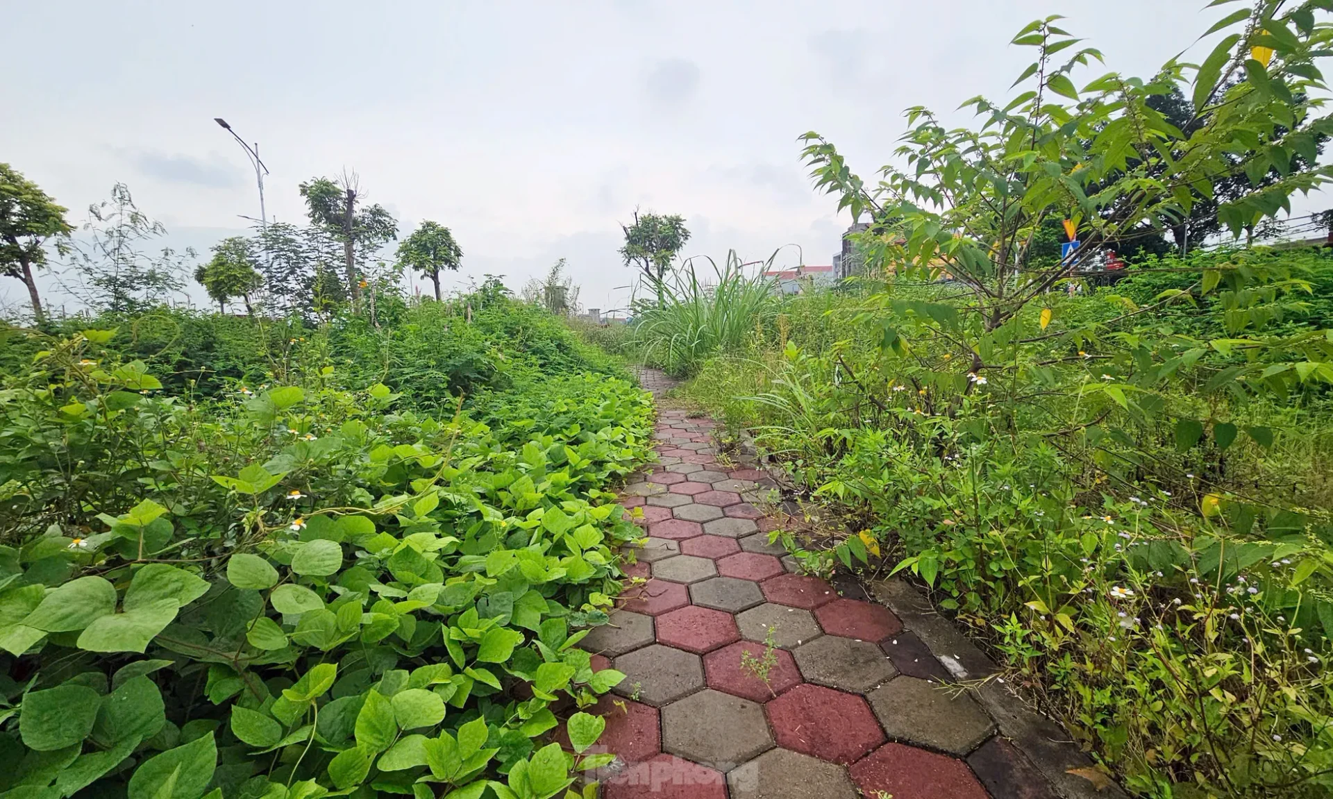 Hà Nội: Rầm rộ đấu giá đất rồi... bỏ hoang lãng phí ảnh 5