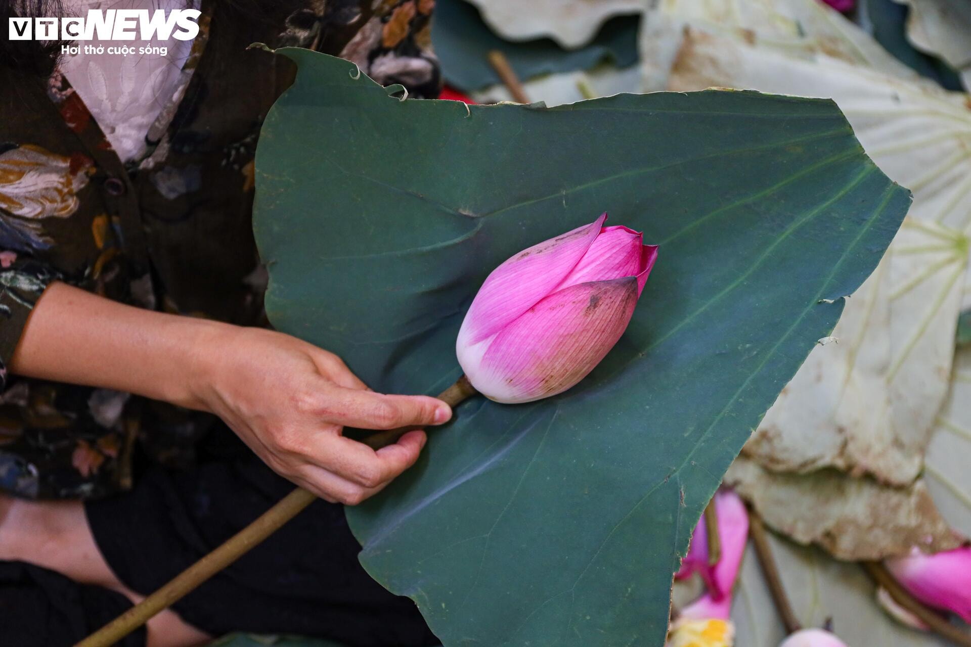 Loại trà đắt đỏ nhất Hà Nội, giá hơn 10 triệu đồng/kg được chế biến thế nào? - 15