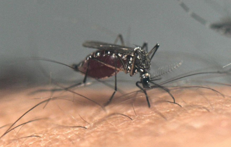 Mỹ đình chỉ vắc-xin chikungunya Ixchiq vì tác dụng phụ nghiêm trọng