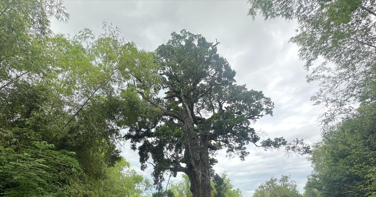 Cận cảnh cây rỏi mật hơn 500 tuổi được công nhận là cây di sản Việt Nam