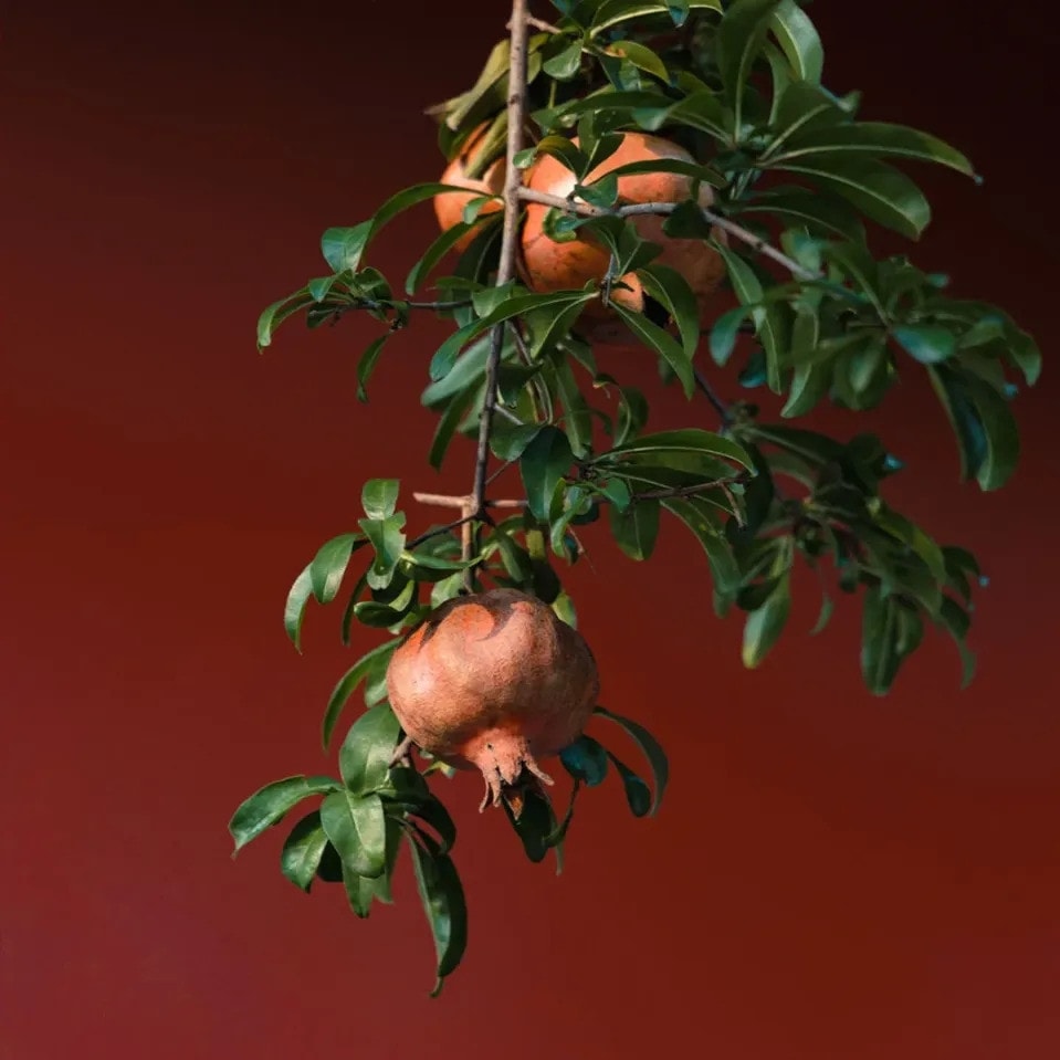 樹齢100年のザクロの木に実った真っ赤なザクロの実がインターネット上