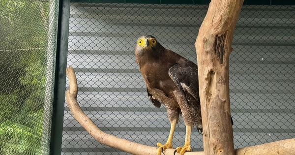 Chim Diều hoa Miến Điện quý hiếm xuất hiện ở Quảng Trị