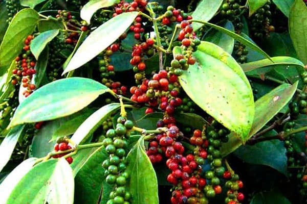 Today's agricultural news (December 2nd): Pepper and coffee prices fall  sharply.