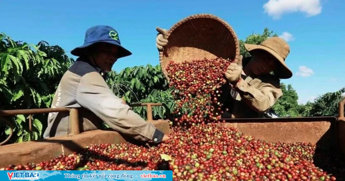 Coffee price hikes push export revenue up