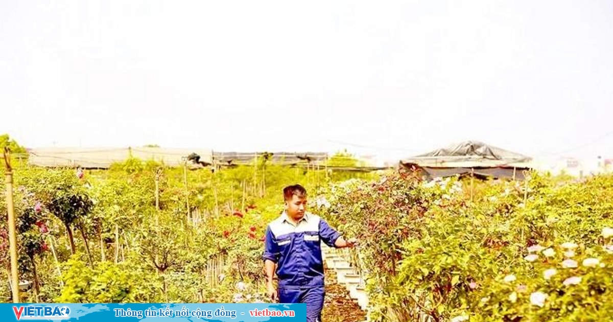 Growers in flower and fruit villages rushed off their feet before Tet