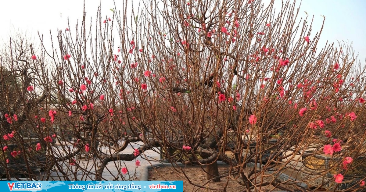 Gardening Rush: Peach and Kumquat Farmers Prepare for Tet