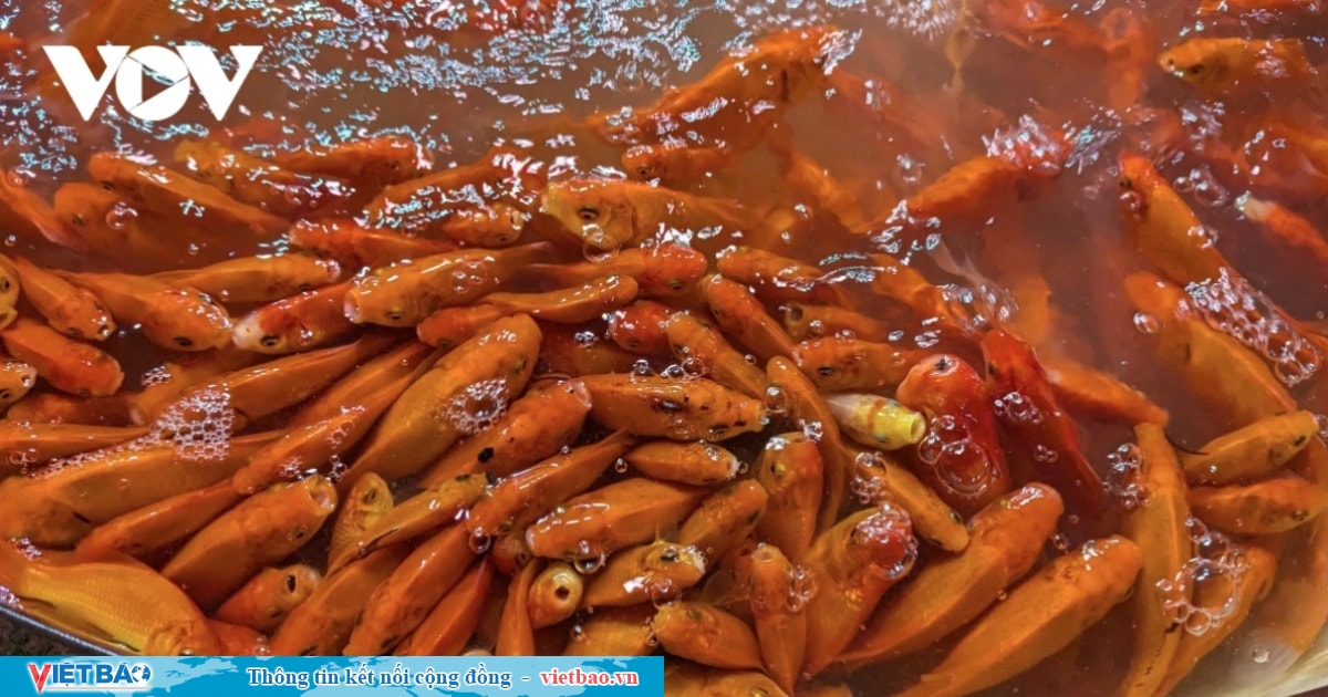 Traders flood Hanoi's largest fish market as Kitchen Gods Day nears