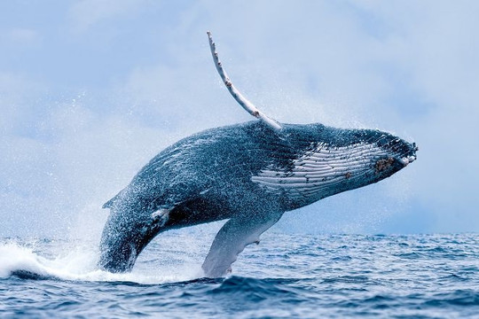 Một con cá voi hấp thụ CO2 bằng hàng vạn cây xanh